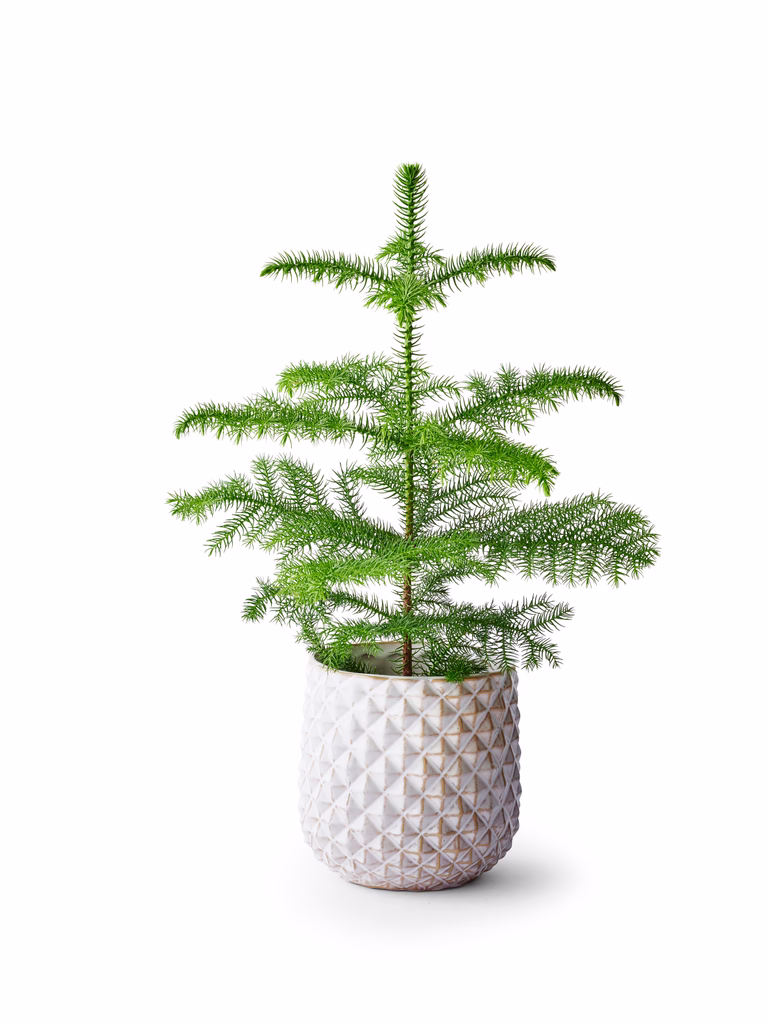 Jonna pot D16 white