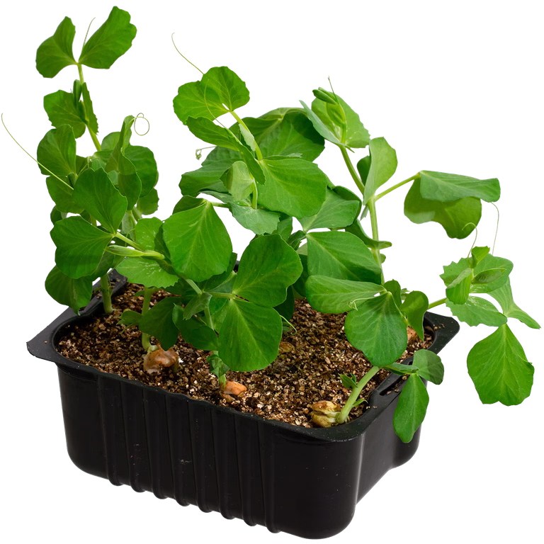 Sukkererter