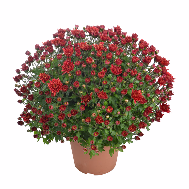 Frilandskrysantemum