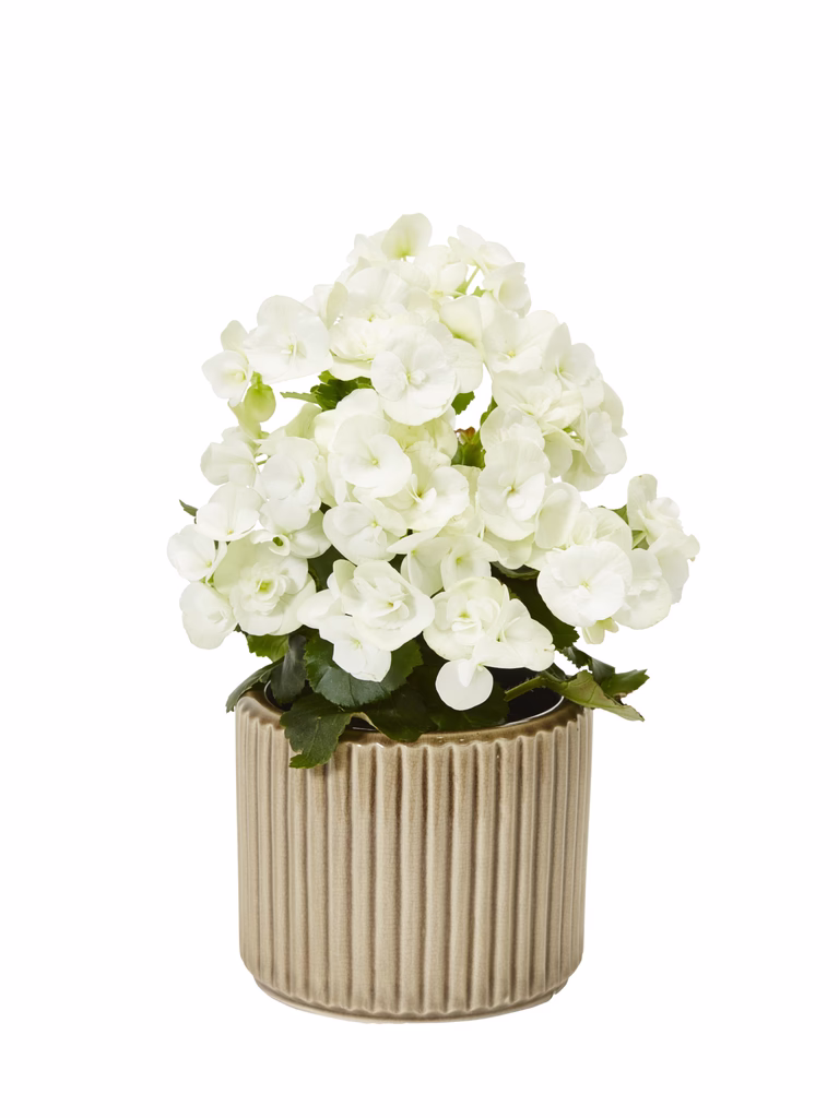 Begonia