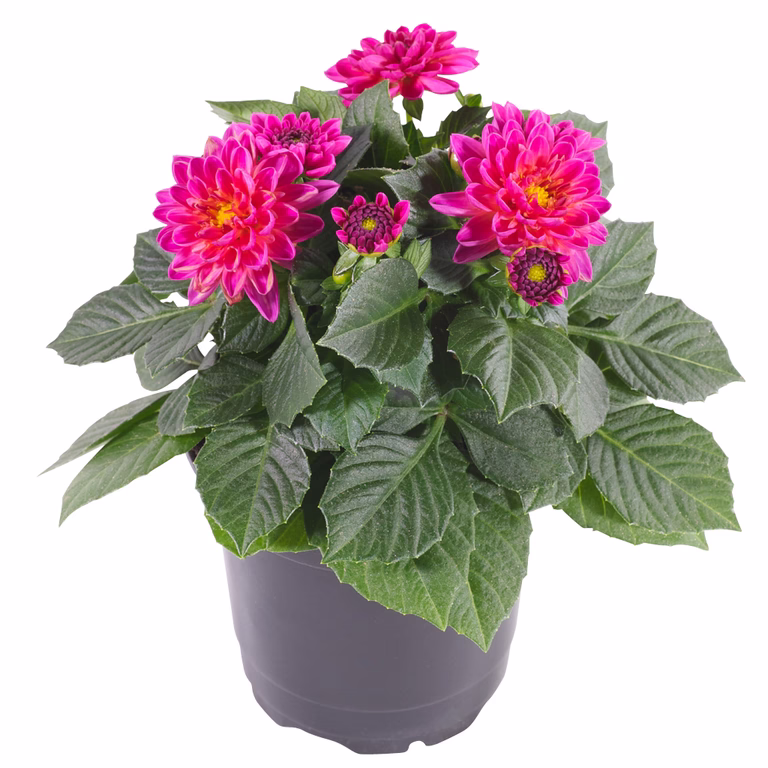 Georgine med fylte blomster