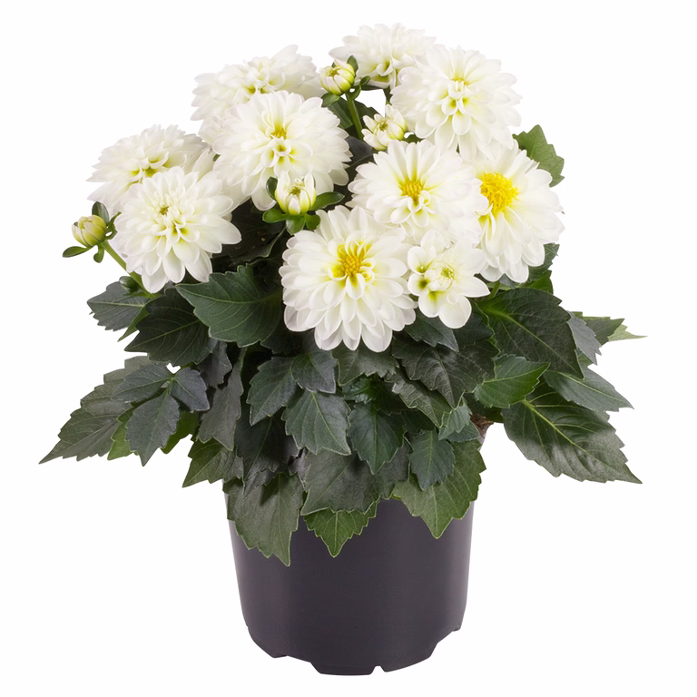 Georgine med fylte blomster