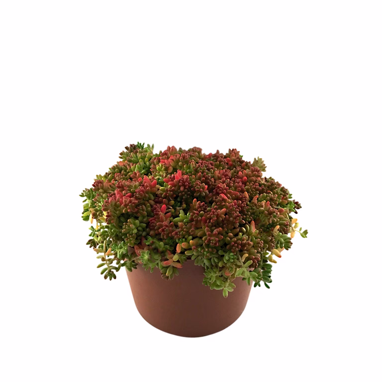 Sedum 12cm