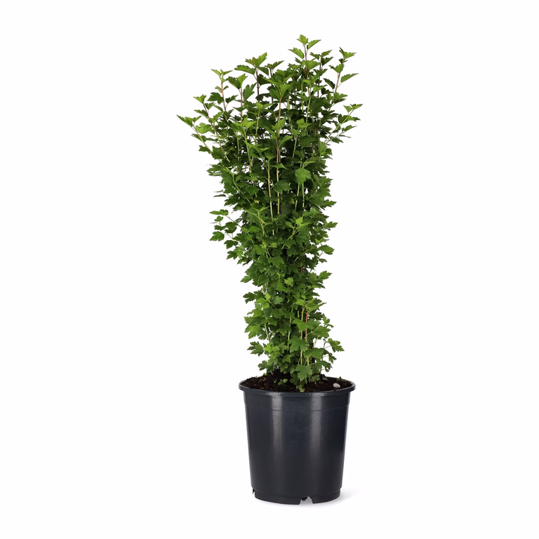 Alperips 'Schmidt' 10-pk, barrot