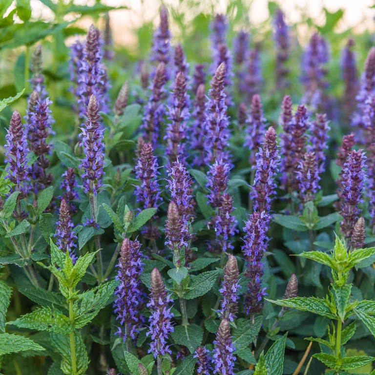 Steppesalvie  'Ostfriesland'