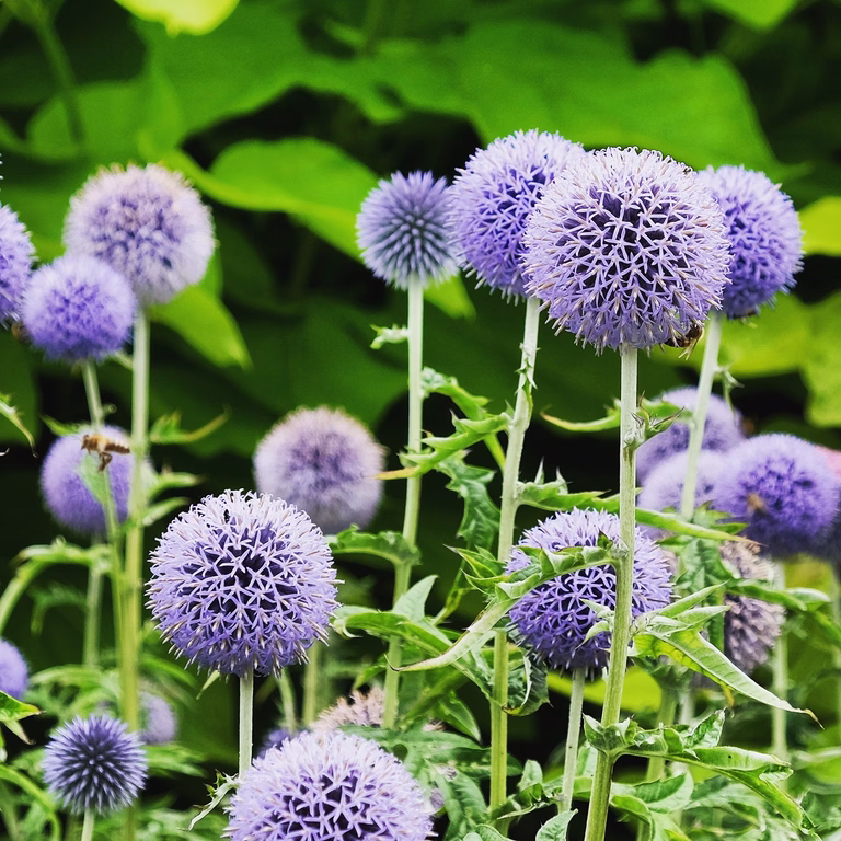 Kuletistel  'Taplow Blue'