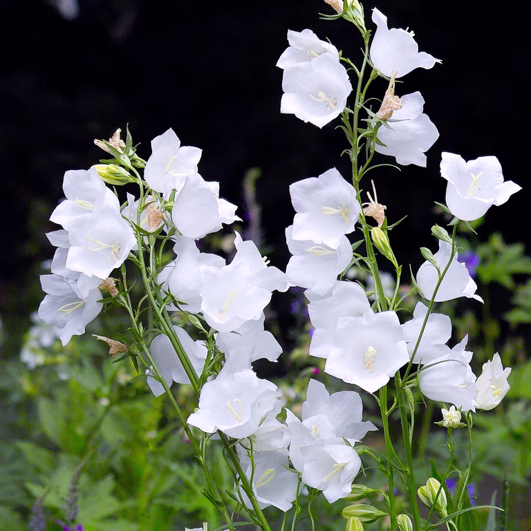 Fagerklokke 'Alba'