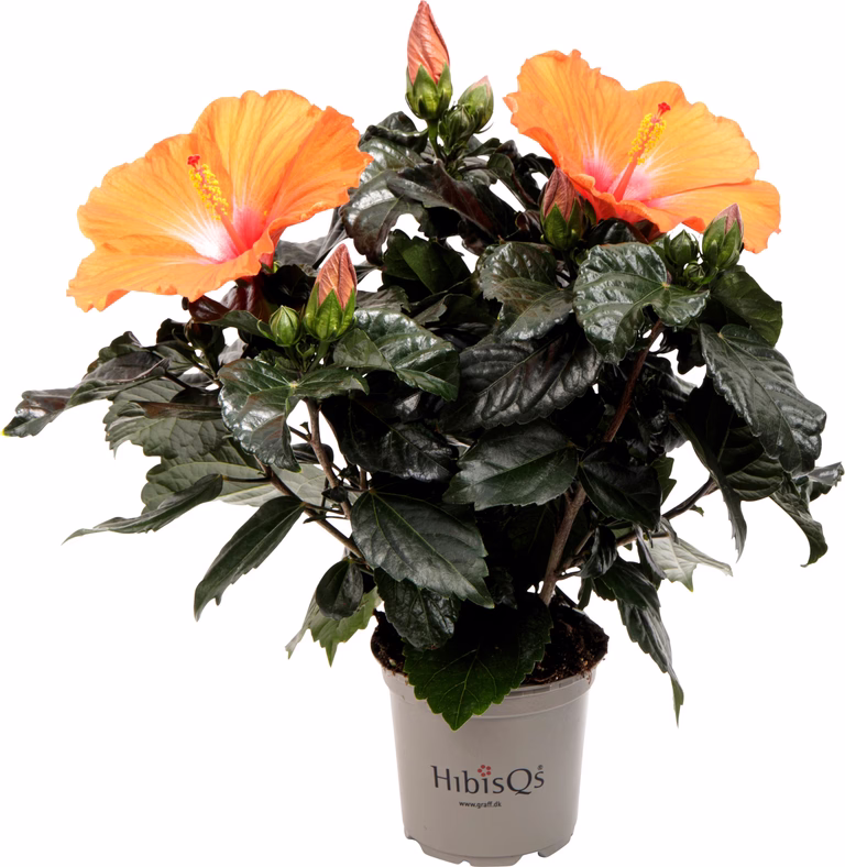 Hawaiirose