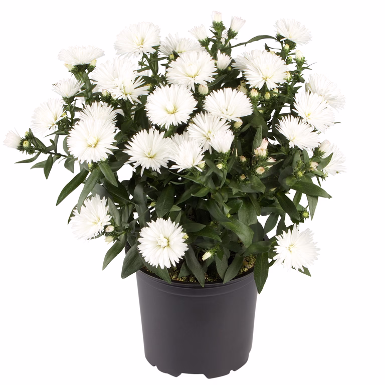 Aster