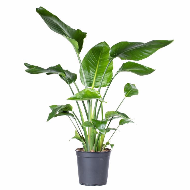 Strelitzia nicolai