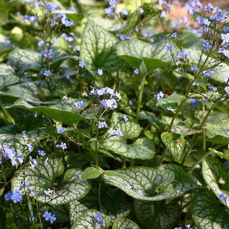 Forglemmegeisøster 'Jack Frost'