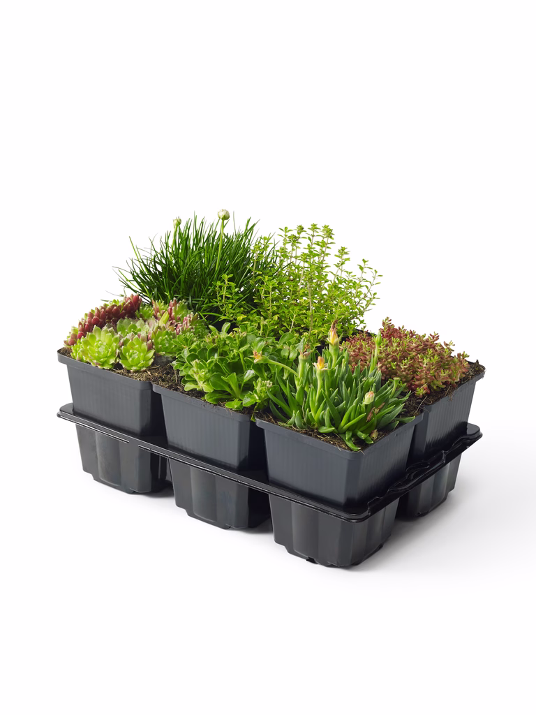 Stenbedplanter, miks
