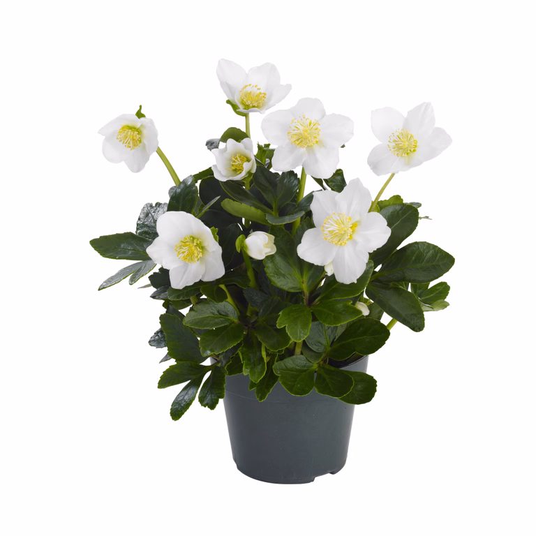 Helleborus n. G.C. ® 10,5 cm