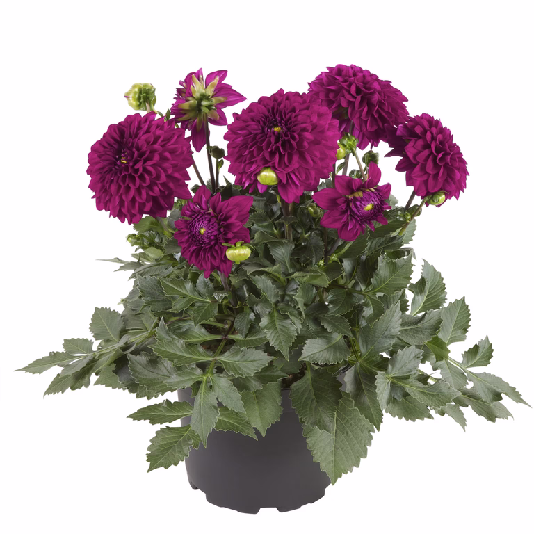 Georgine med fylte blomster