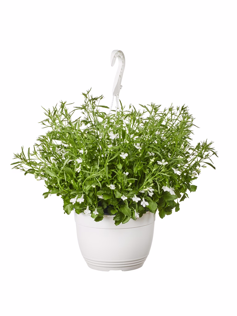 Lobelia i ampel