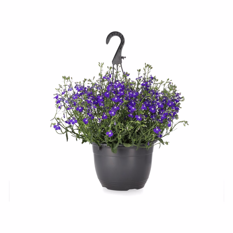 Lobelia i ampel