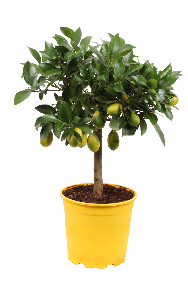 Oppstammet lime