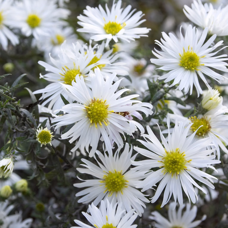 Lyngasters 'Snow Flurry'