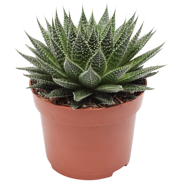 Børstealoe