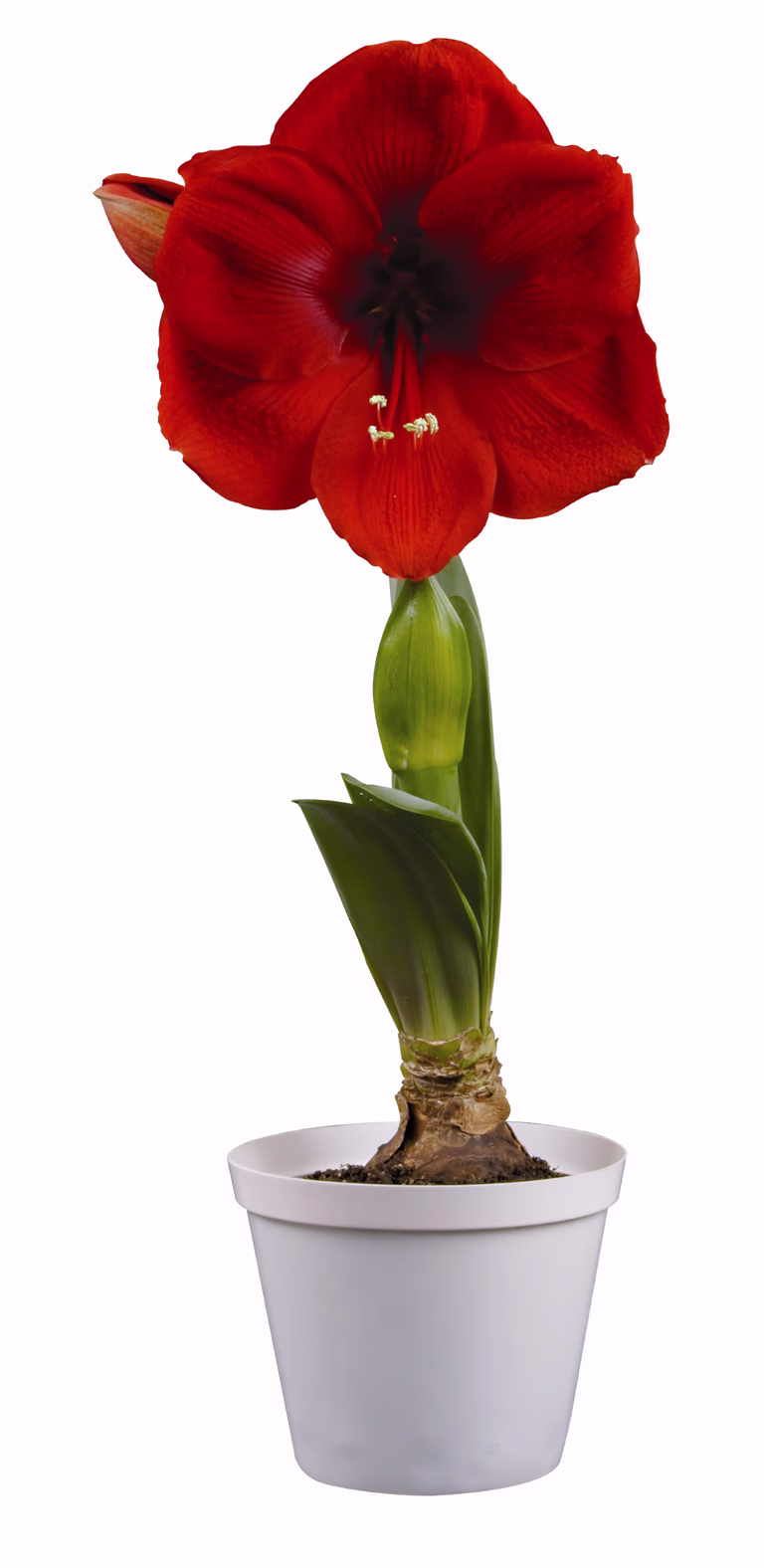Amaryllis 'Cayenne'