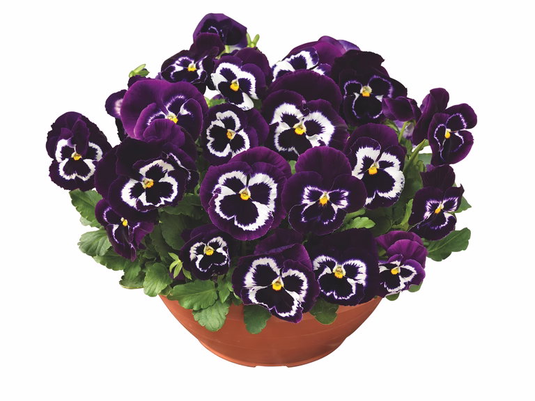 Stemorsblomst i skål