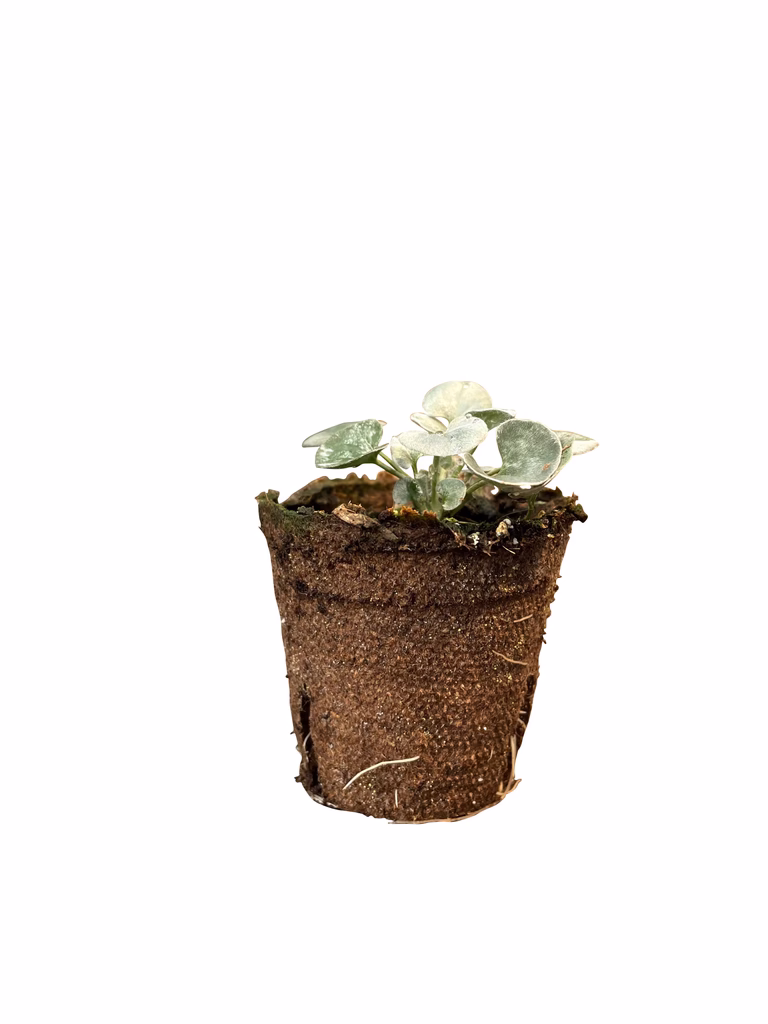 Dichondra stikling