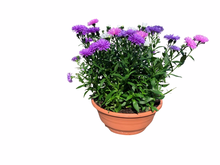 Aster i skål