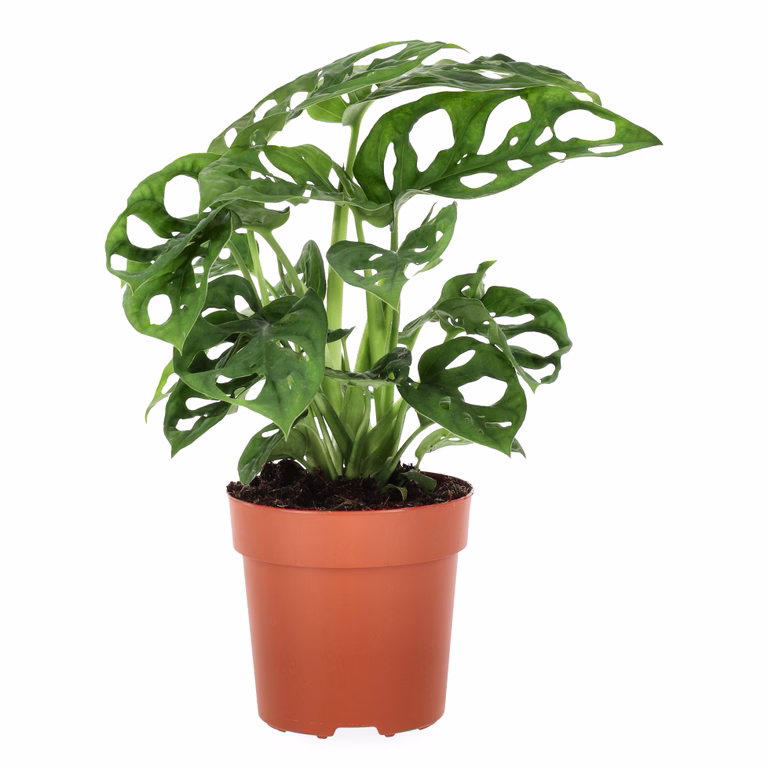 Monstera 'Adansonii'