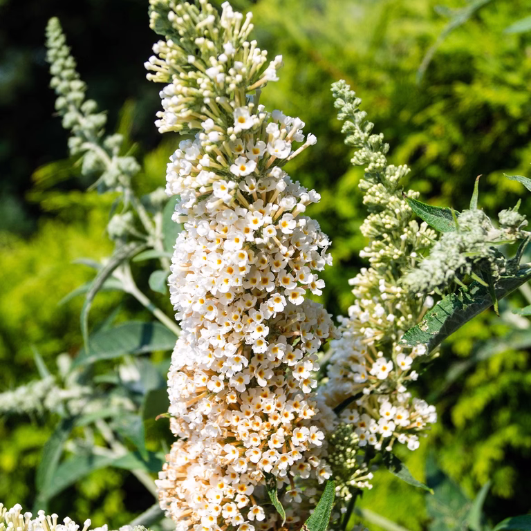 Sommerfuglbusk BUZZ IVORY