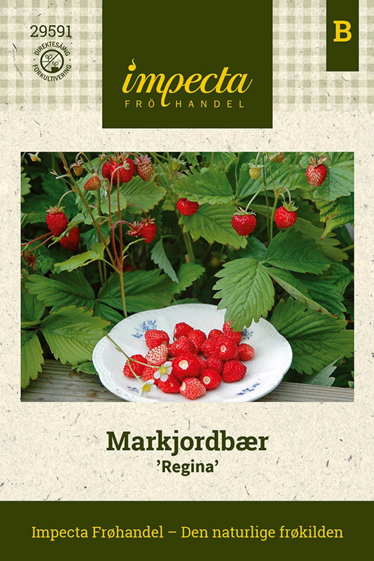 Markjordbær 'Regina'
