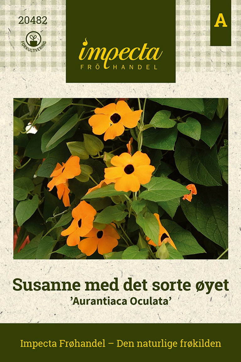 Thunbergia alata 'Aurantiaca Oculata'
