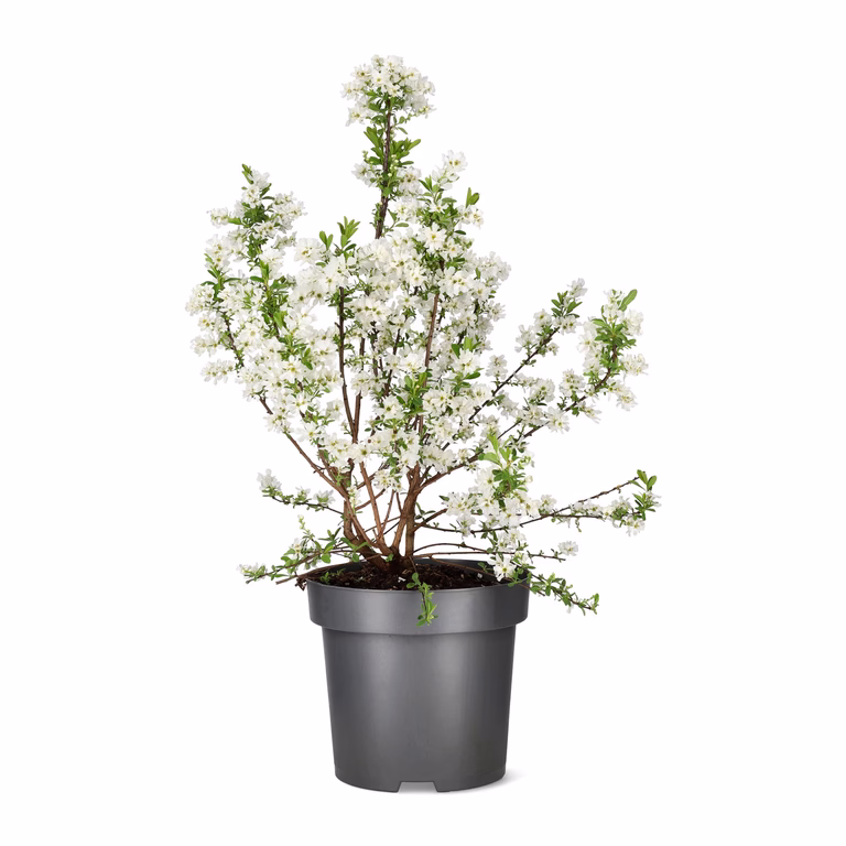 Perlebusk 'Niagara'