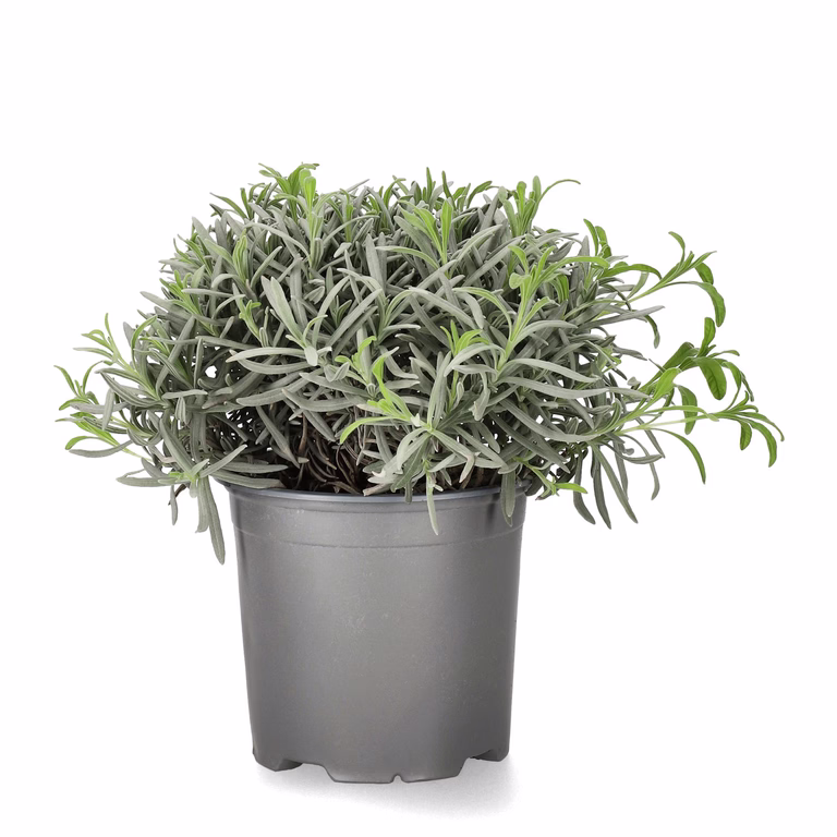 Lavendel