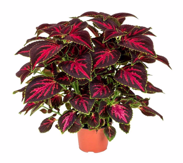 Coleus 'Orchard Road' 12 cm