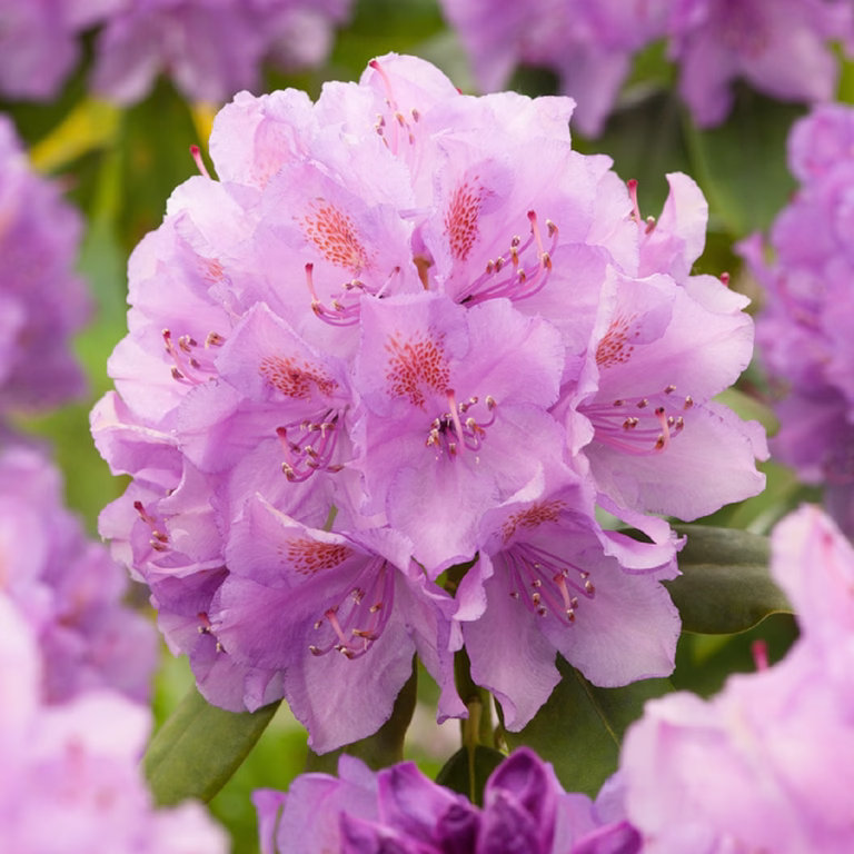 Rododendron 'Catawbiense Grandiflorum'