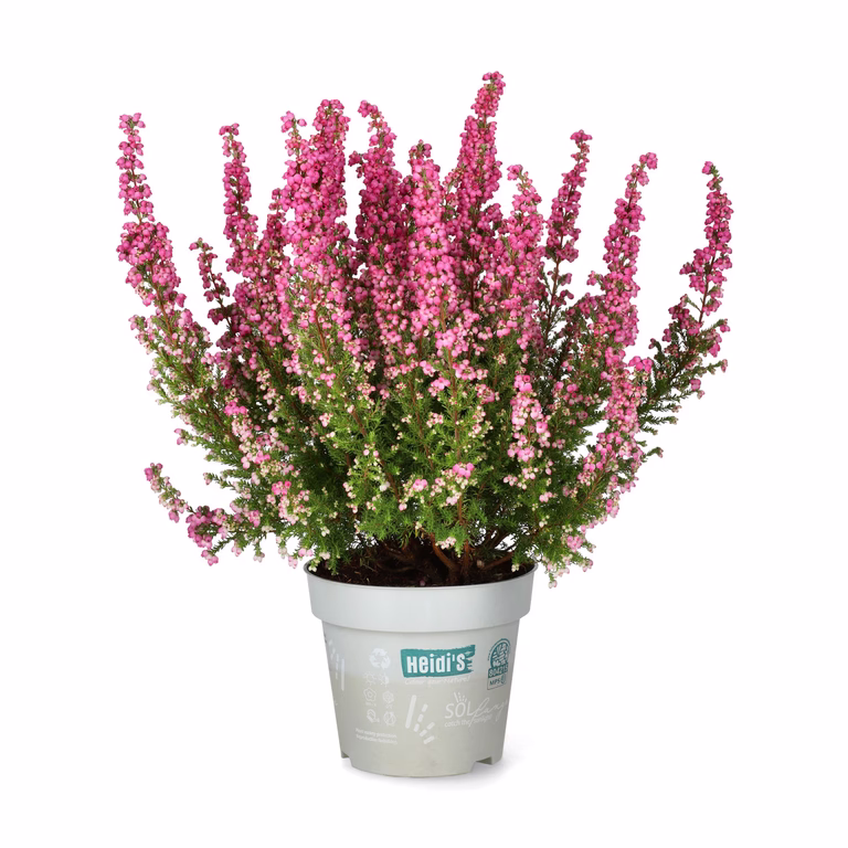 Erica 'Heidi's'