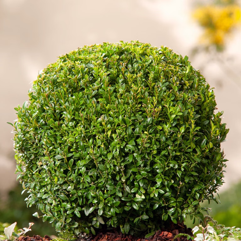 Europabuksbom, ball