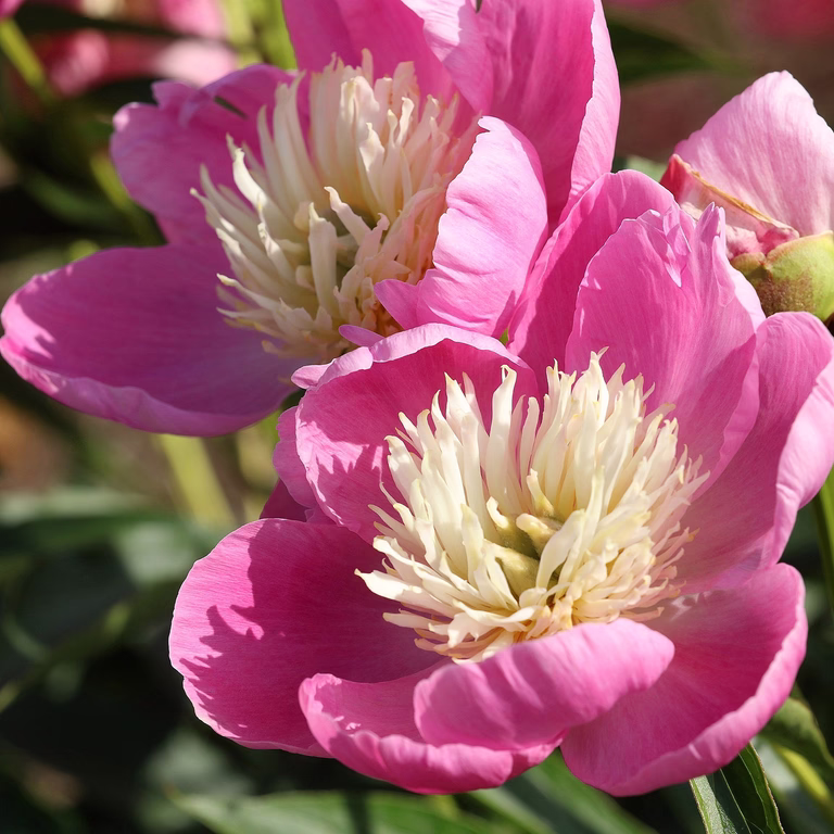 Silkepion 'Bowl of love'