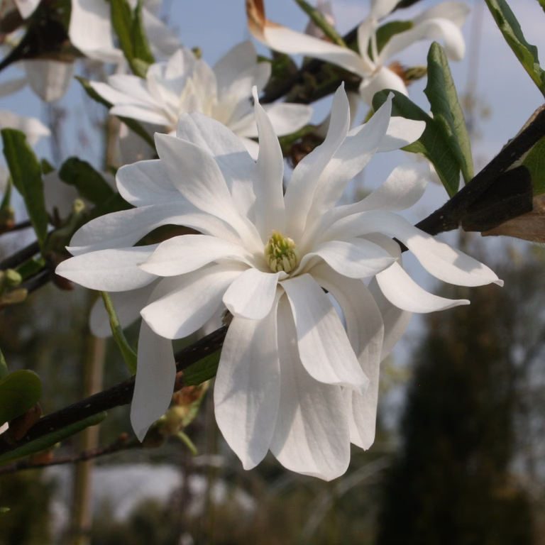 Stjernemagnolia 'Royal Star'