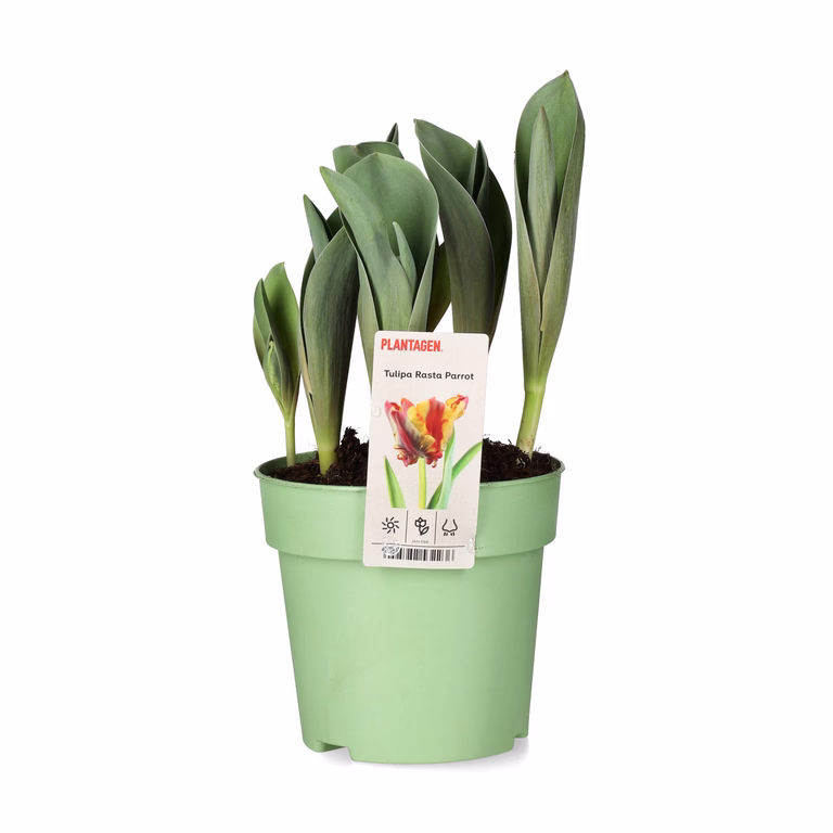 Tulipan 'Rasta Parrot'
