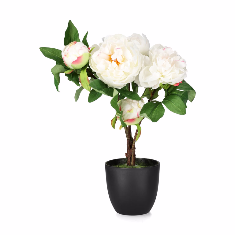 Peony potted H45 pink