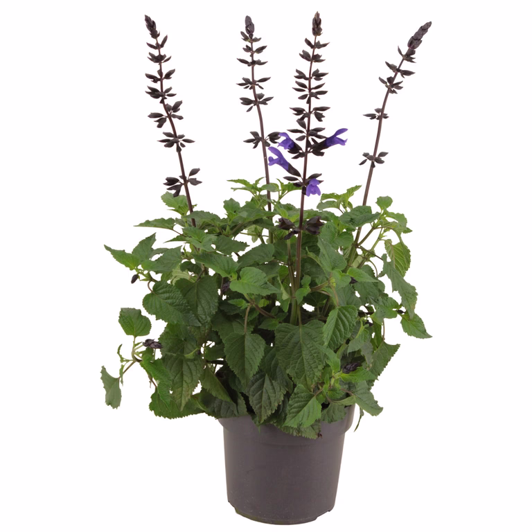 Salvie Salgoon® 'Lake Blueberry'