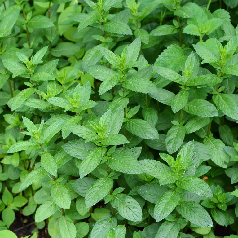 TEA Peppermynte 'Mandarin'