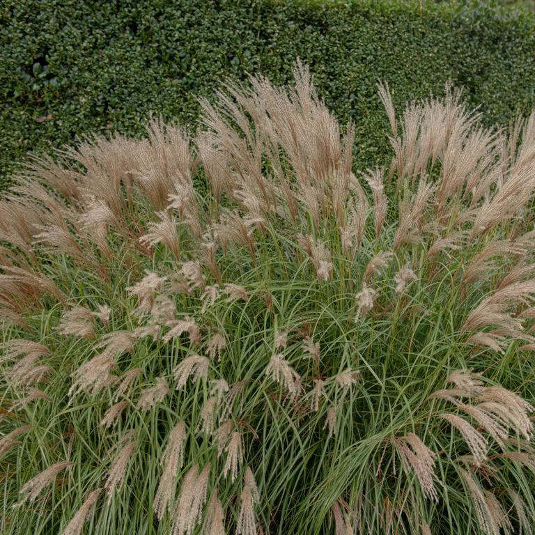 Silkekinagras 'Adagio'