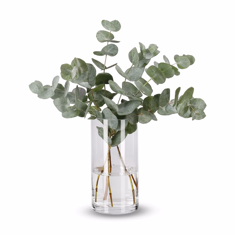 Eukalyptus 5pk