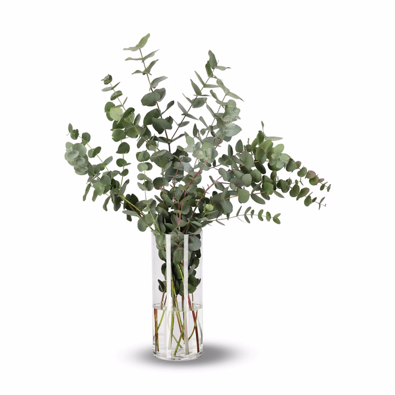 Eukalyptus 5pk