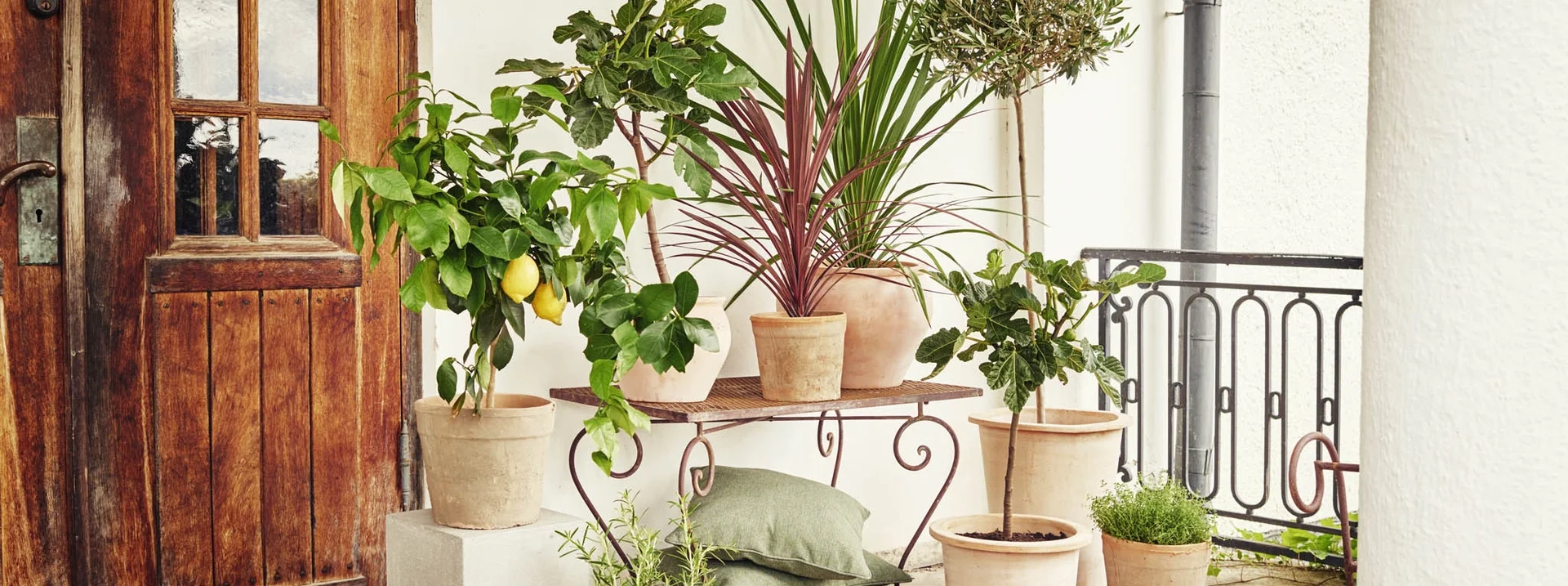 All Mediterranean Plants – Now 30% Off!