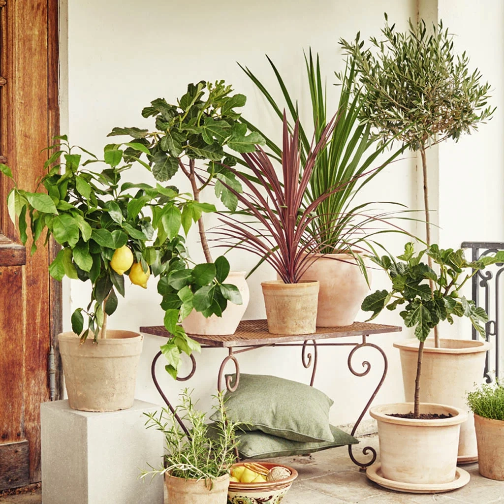 All Mediterranean Plants – Now 30% Off!