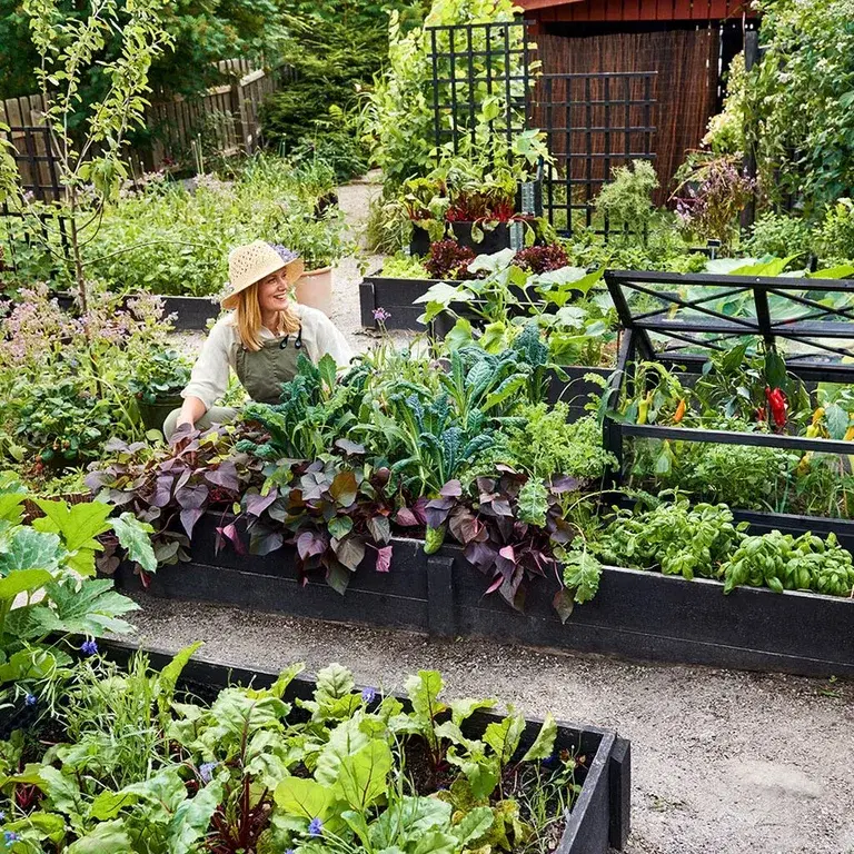 From dull lawn to thriving vegetable garden