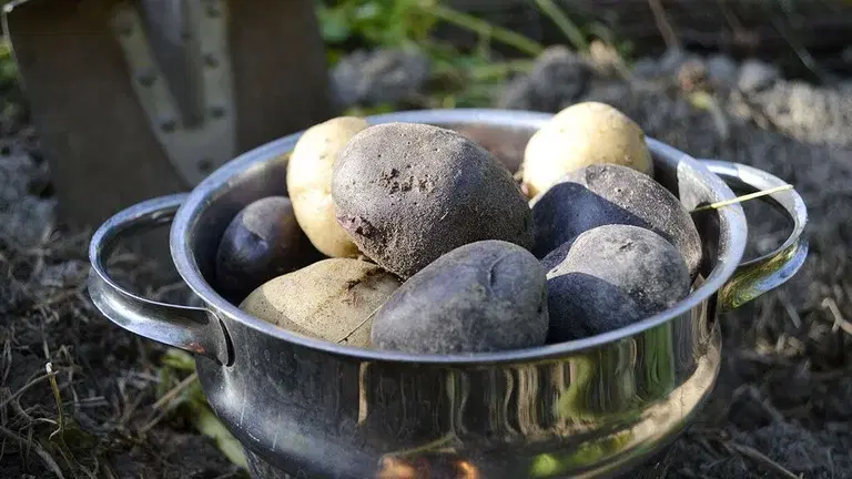 4 vegetables you can grow yourself